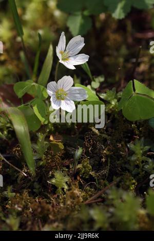 Waldsorrel (Oxalis acetosella) blühende weiße Blume in einem botanischen Garten, Litauen Stockfoto