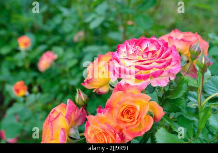 Rosa Rose mit einem weißen Zentrum, umgeben von orangen Rosen. Stockfoto