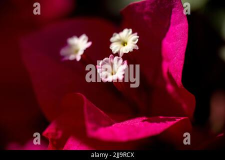 Rote Blumen aus nächster Nähe Stockfoto