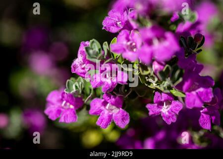 Nahaufnahme der purpurnen Blumen Stockfoto