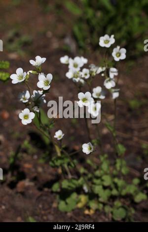 Wiesensaxifrage (Saxifraga granulata) blühende weiße Blume im botanischen Garten, Litauen Stockfoto