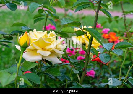 Im Sommer blühen im Rosengarten gelbe Rosen. Rosenblüte. Stockfoto