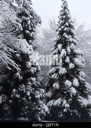 Eine vertikale Graustufenaufnahme von schneebedeckten Kiefern in einem Wald Stockfoto