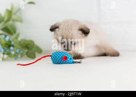 Eine kleine blauäugige Kätzchen-Punktfarbe spielt mit einer Stoffmaus. Selektiver Fokus Stockfoto