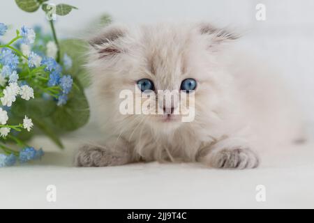 Ein wunderschönes blauäugiges, flauschiges weißes Kätzchen liegt neben einem Blumenstrauß. Hochformat. Selektiver Fokus Stockfoto