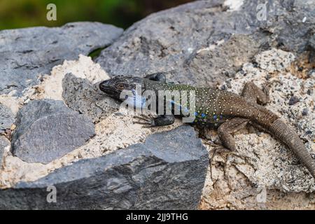 Gallotia galloti. Endemische Eidechse der Inseln Teneriffa und La Palma auf den Kanarischen Inseln. Stockfoto