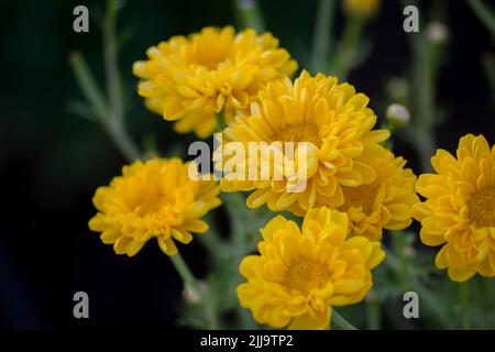 Gelb gefärbte Gänseblümchen-Blüten vom Farmfeld. Selektiver Fokus verwendet Stockfoto
