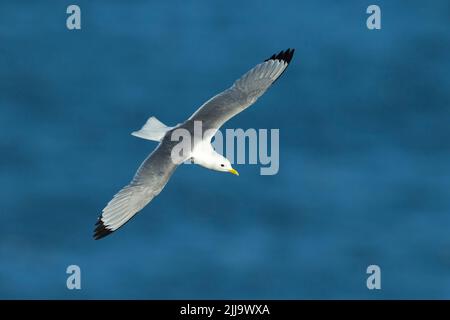 Schwarzbeiner-Dreizehenmöwe Rissa tridactyla, Erwachsener im Flug gegen das blaue Meer, Flamborough Head, Yorkshire im Juni. Stockfoto