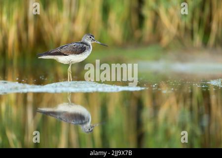 Gewöhnlicher Grünschenkel Tringa nebularia, juvenil, stehend im seichten Becken, Tiszaalpár, Ungarn im Juli. Stockfoto