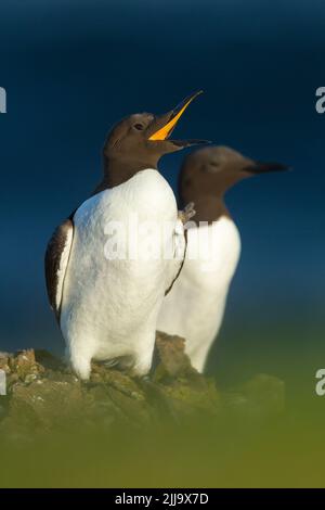 Gewöhnlicher Guillemot Uria Aalge, Erwachsener, Ruf mit zweitem Vogel im Hintergrund, Fowlsheugh RSPB Reserve, Kincardineshire, Großbritannien im Juli. Stockfoto