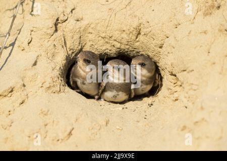 Gemeinsamen Uferschwalbe Riparia Riparia, Küken, stossen Köpfe aus Verschachtelung Burrow, Tiszaalpár, Ungarn im Juli. Stockfoto