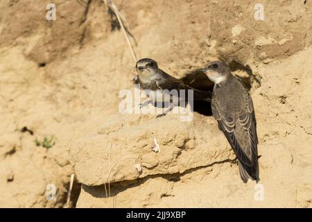 Gemeiner Sand martin Riparia riparia, zwei Jungtiere beim Nistgraben im Sandbruch, Tiszaalpár, Ungarn im Juli. Stockfoto