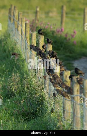 Sturnus vulgaris, gemischte Herde von Jugendlichen und Erwachsenen am Zaun, Flamborough Head, East Riding of Yorkshire, Großbritannien, Juni Stockfoto