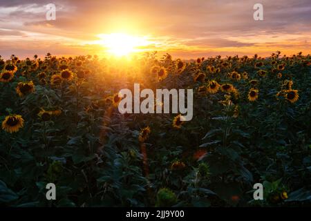 Abenduntergang im Sonnenblumenfeld Stockfoto