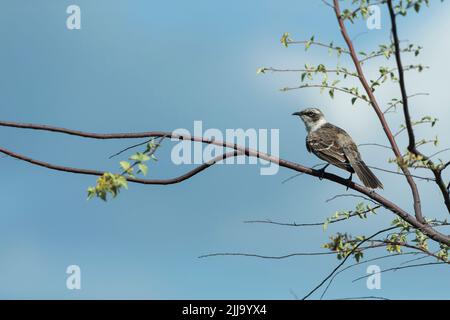 Galápagos Mockingbird Mimus parvulus, Erwachsene, im Baum gehütet, Urbina Bay, Isabela, Galápagos-Inseln, April Stockfoto