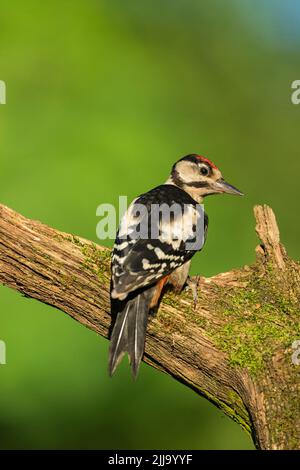 Buntspecht Dendrocopus major, juvenile thront auf Zweig, Tiszaalpár, Ungarn, Juni Stockfoto