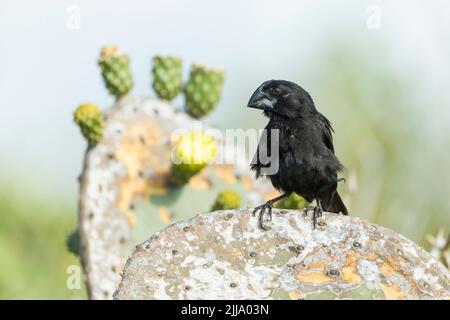 Große grundfinken Geospiza magnirostris, erwachsenen Mann, sitzend auf Kaktus, Darwin Bay, Genovesa, Galápagos-Inseln, April Stockfoto