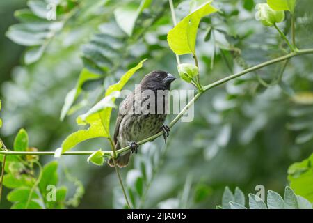 Große Baumfinke Camarhynchis psittacula, Erwachsene männlich, Floreana, Galápagos-Inseln, April Stockfoto