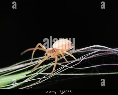 Kleine Krabbenspinne Stockfoto