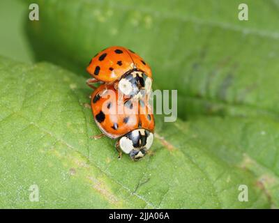 Harmonia axyridis - asiatischer Marienkäfer - Paarung auf einem Blatt Stockfoto