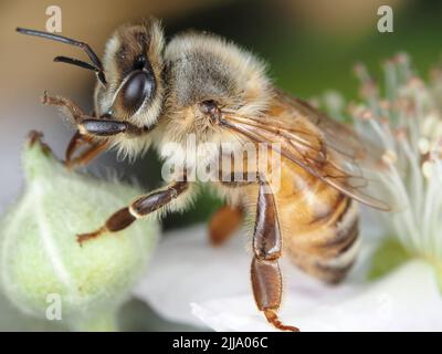 Makro einer Honigbiene (APIs mellifera), die sich auf einer Brombeerblüte reinigt Stockfoto