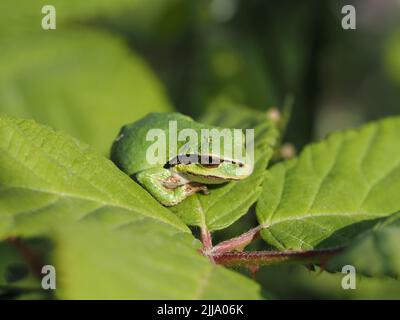 Winziger pazifischer Baumfrosch (Pseudacris regilla, grüner Morph) auf einem Blatt im Nisqually National Wildlife Refuge, Washington State, USA Stockfoto