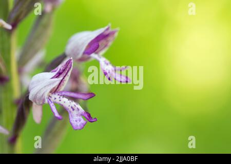 Militärorchidee Orchis militaris, blühendeliger Einzelspitzenbaum, Homefield Wood, Buckinghamshire, Großbritannien, Juni Stockfoto