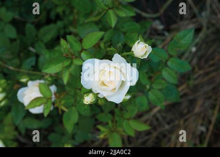 Erstaunliche vintage weißen Rosen. Zusammensetzung der Knospen Rosen auf Busch. Hintergrund aus schönen weißen Blumen Rosen für Poster, Branding, Kalender Stockfoto