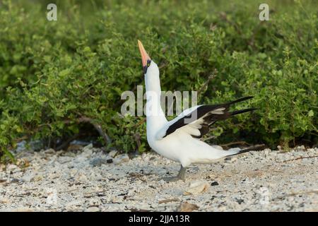 Nazca Booby Sula granti, Erwachsene, Ausstellung, Darwin Bay, Isla Genovesa, Galápagos-Inseln, Ecuador, April Stockfoto