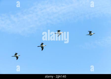 Nazca Booby Sula granti, vier Erwachsene, im Flug, Darwin Bay, Isla Genovesa, Galápagos-Inseln, Ecuador, April Stockfoto