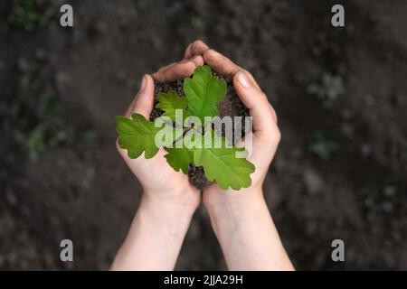 Nahaufnahme von oben auf die Palmen mit Eichenholzsapling. Pflanze in den Händen. Umweltschutz. Ökologisches Konzept Stockfoto