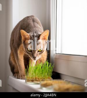 Die süße Abessinier-blaue Katze sitzt auf dem Fensterbrett neben dem Gras für die Magengesundheit von Haustieren. Konzeptionelles Foto von Tierpflege und gesunde Ernährung Katze Stockfoto