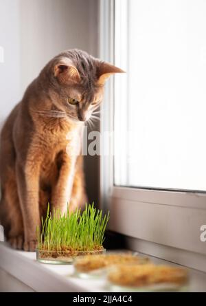 Die niedliche Abessinierkatze sitzt auf dem Fensterbrett neben dem Gras für die Magengesundheit von Haustieren. Konzeptionelles Foto von Tierpflege und gesunder Ernährung für Katzen Stockfoto