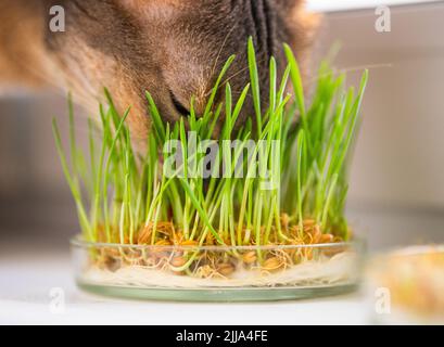 Der Fang einer lustigen abessinier-blauen Katze. Die niedliche Abessinier-blau-beige Katze frisst Gras für die Magengesundheit von Haustieren auf der Fensterbank. Stockfoto