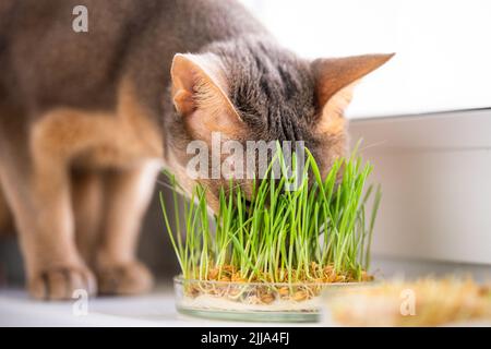 Süße Abessinier blau und beige Katze frisst Gras für die Magengesundheit von Haustieren auf der Fensterbank. Konzeptfoto von Tierpflege und gesunder Ernährung für Katzen Stockfoto