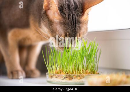 Die niedliche Abessinier-blau-beige Katze frisst Gras für die Magengesundheit von Haustieren auf der Fensterbank. Konzeptionelles Foto von Tierpflege und gesunder Ernährung für den Haushalt Stockfoto