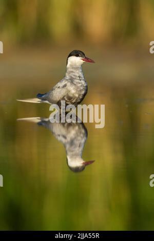 Whiskered tern Chlidonias hybridus, adult, with Prey, Tiszaalpár, Ungarn im Juli. Stockfoto