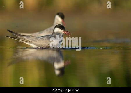 Whiskered tern Chlidonias hybridus, Erwachsene, stehen in der flachen Lagune, Tiszaalpár, Ungarn im Juli. Stockfoto