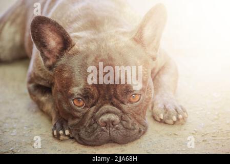Wunderschöner Welpe. Ein junger Hund der französischen Bulldogge-Rasse liegt an einem sonnigen Tag. Stockfoto