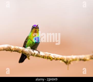 Feuriger Kolibri, der auf einem toten Ast thront Stockfoto