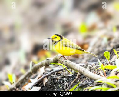 Kapuzenwaldsänger auf der Nahrungssuche auf dem Boden Stockfoto