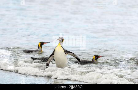 Königspinguine schwimmen an den Stränden der Antarktis Stockfoto