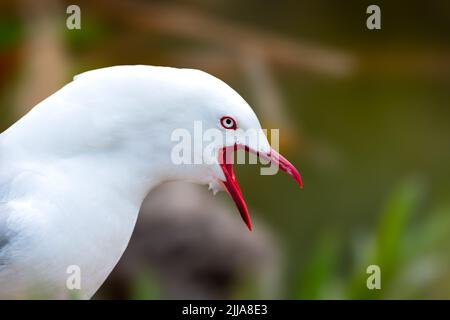 Rote Möwe, die ihr Nest mit Küken bewacht Stockfoto