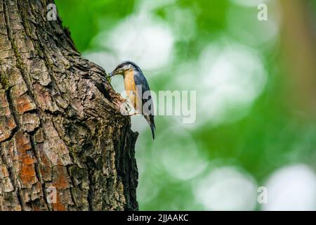 Der eurasische oder hölzerne Kleiber (Sitta europaea) ernährt seine Jungen, trägt Insekten im Schnabel und ernährt sich. Stockfoto