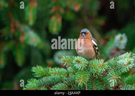 Auf einem Fichtenzweig steht ein Männchen des gemeinen Buchfinkens oder einfach des Buchfinkens (Fringilla coelebs). Nahaufnahme. Stockfoto