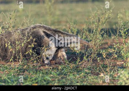 Ein wilder Riesenanteater (Myrmecophaga tridactyla) Futter in der Abenddämmerung im Pantanal von Brasilien. Sie ist die größte von vier Ameisenbären weltweit. Stockfoto