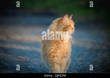 Orange gestromt, draußen entspannend Stockfoto