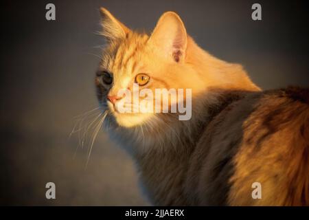 Orange Tabby-Profil in der Sonne hält an, um zu sehen, was es gibt, um neugierig zu sein Stockfoto
