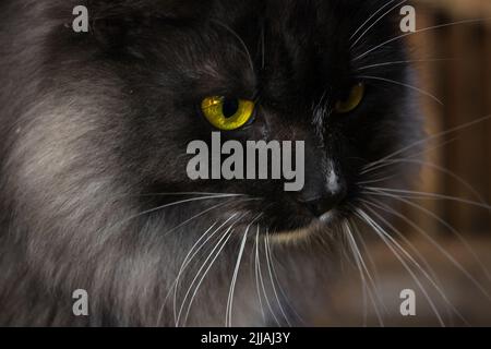 Graue langhaarige Katze Stockfoto