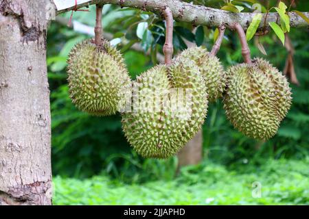 junge Durian Frucht am Baum im Bio-Bauernhof Stockfoto